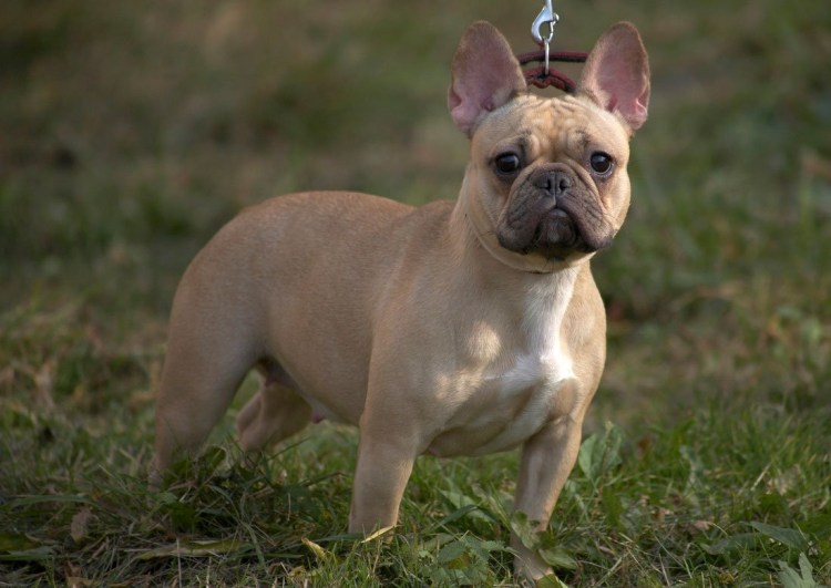 Голубо палевый французский бульдог