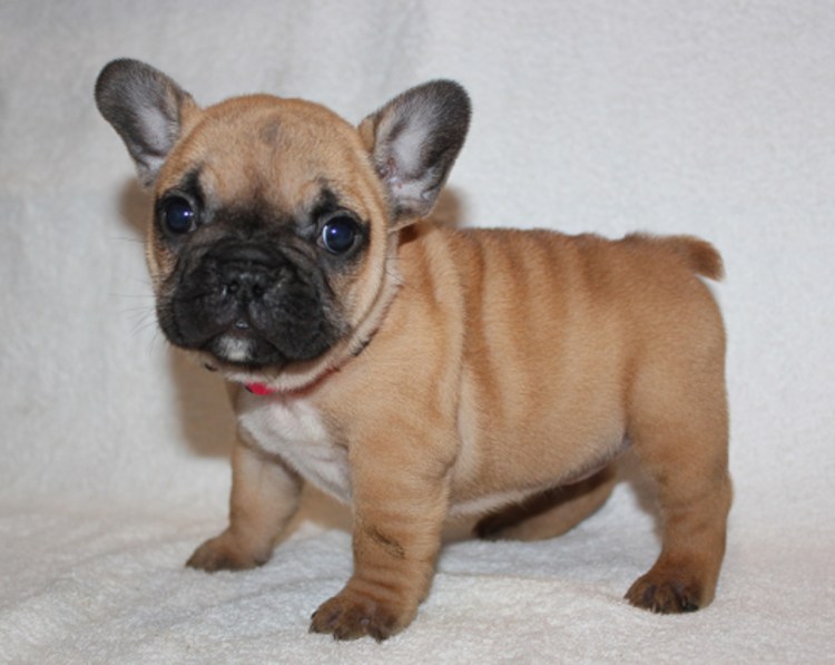 Французский бульдог палевый окра