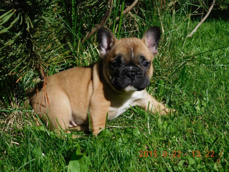 Паленый французский бульдог