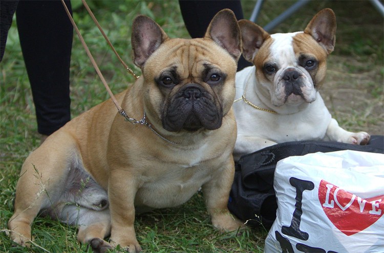Французский бульдог палевый чемпион