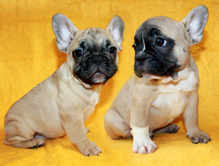 Французский бульдог палевый