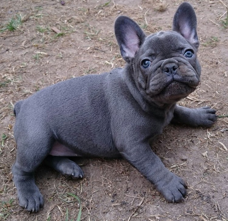 Голубой Солид французский бульдог
