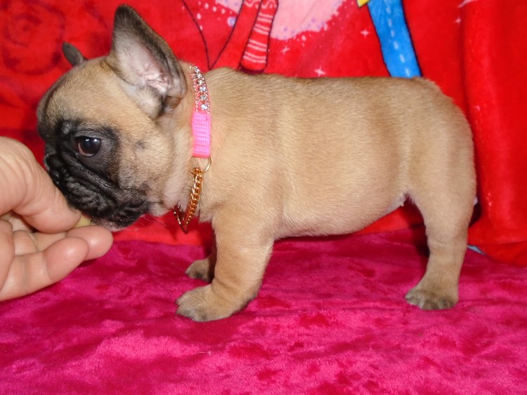 Французский бульдог палевый