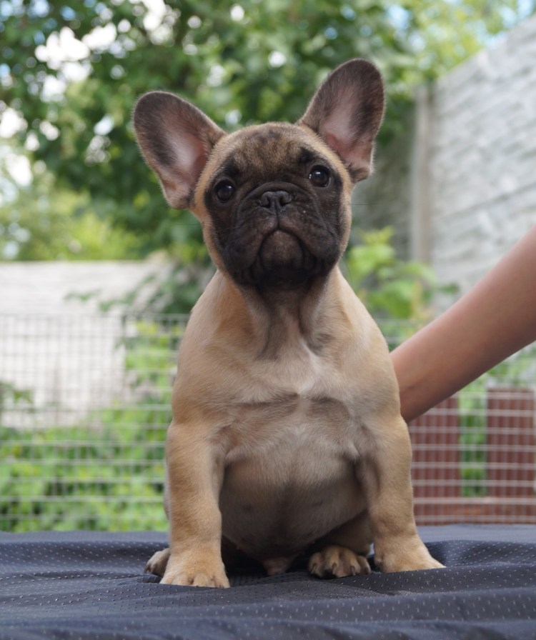 Бостон терьер палевый