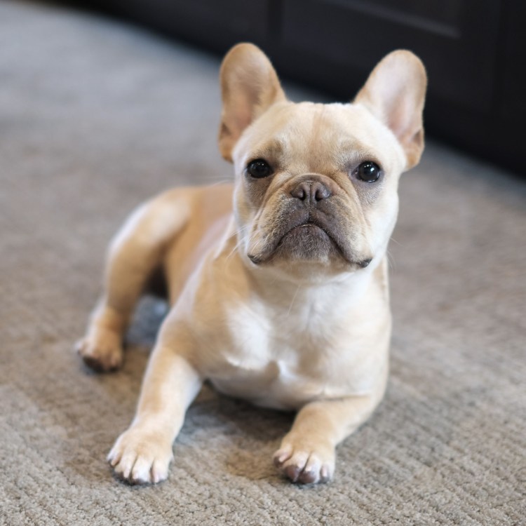 Французский бульдог песочный