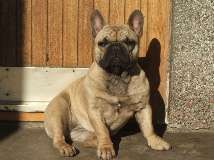 Французский бульдог палевый тигр
