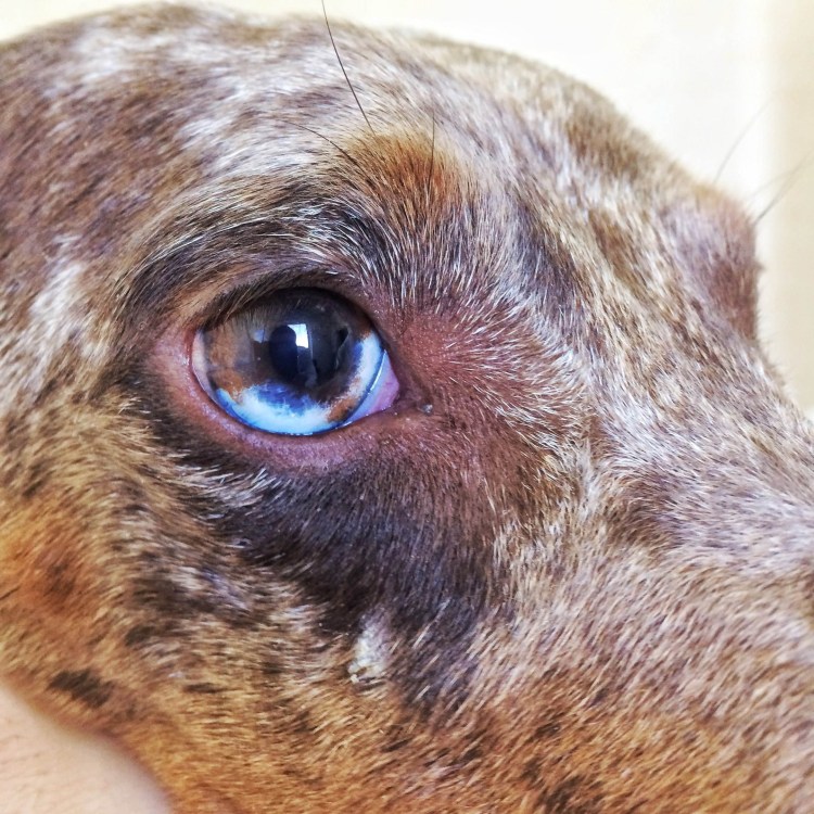 Покраснение вокруг глаза у собаки