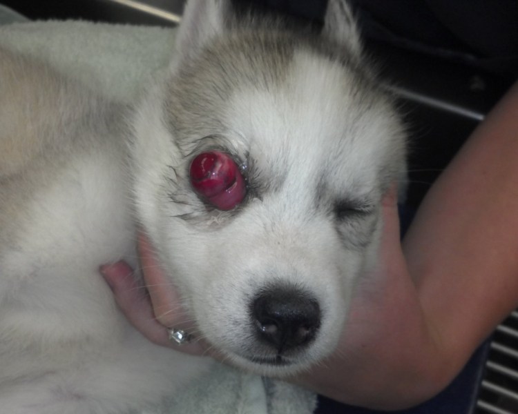 Белое пятнышко на глазу у собаки