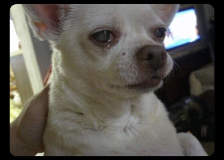 Бишон фризе глаза