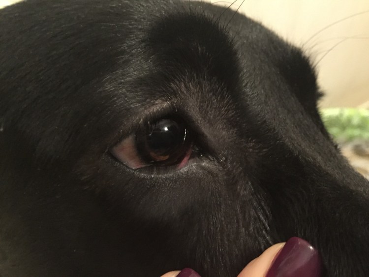 Кровоизлияние в глаз у собаки