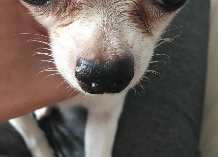 Воспаление на морде у собаки