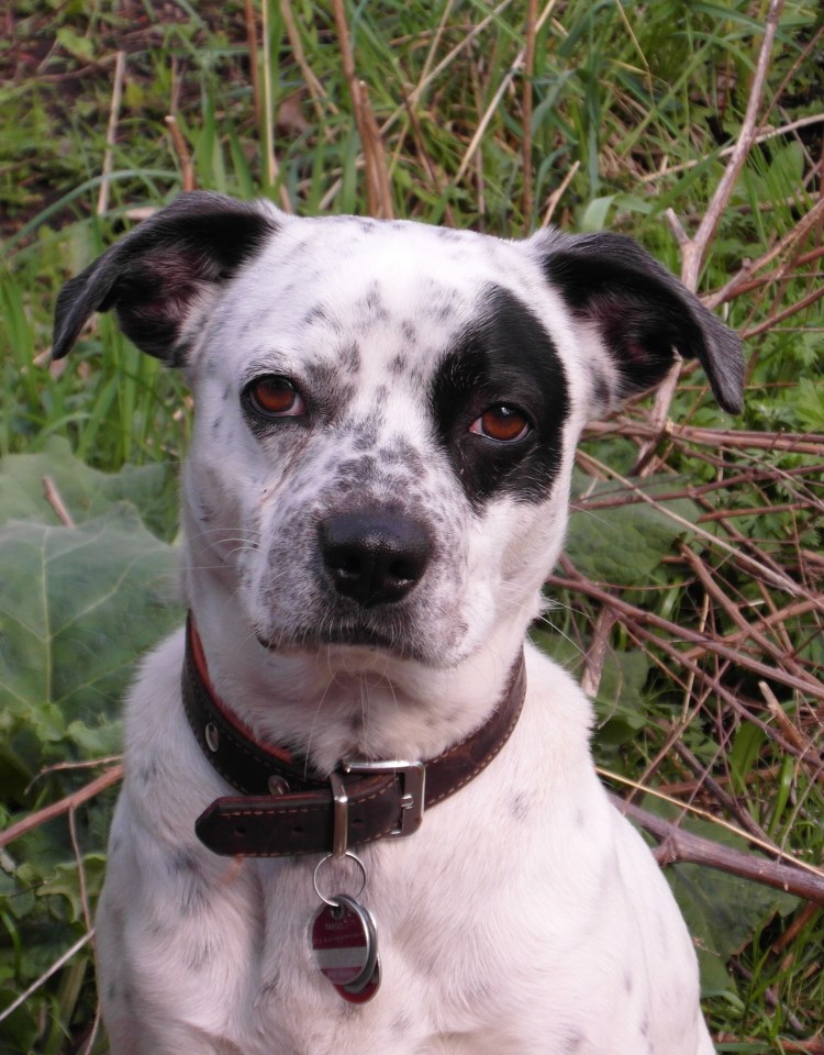 Атрофия сетчатки глаза у собак