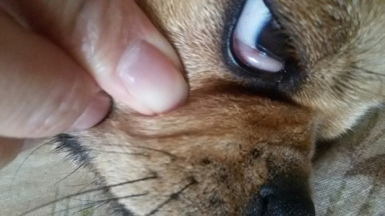 Коричневые глаза собачьи