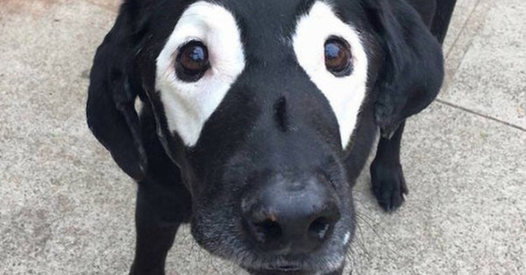 Конъюнктивит у лабрадора