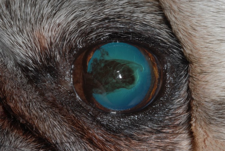 Пироплазмоз собак Ветеринария