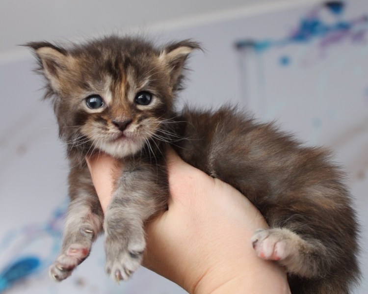 Маленькие Мейн куны котята