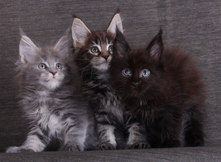 Котята Мейн-кун 1.5 месяца