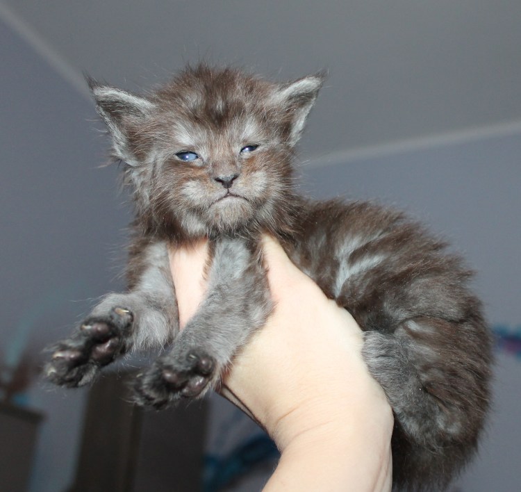 Котята Мейн кун Новорожденные