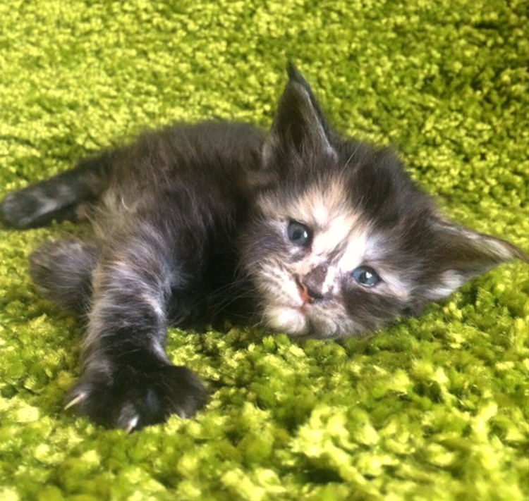 Котят Мейн кун метис 1 мес