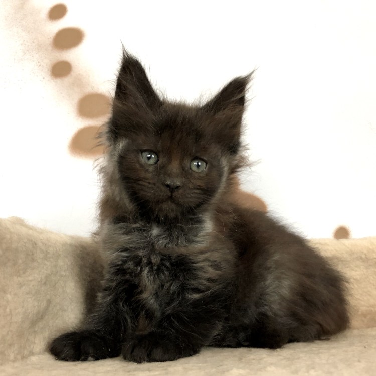 Котята Мейн кун Новорожденные