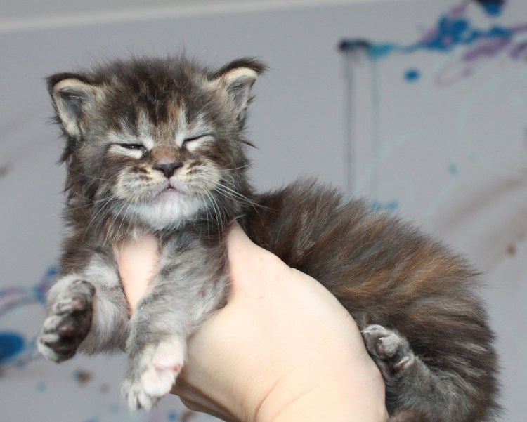 Котята Мейн кун Новорожденные