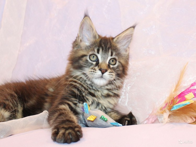 Котята Мейн кун Новорожденные трехцветные