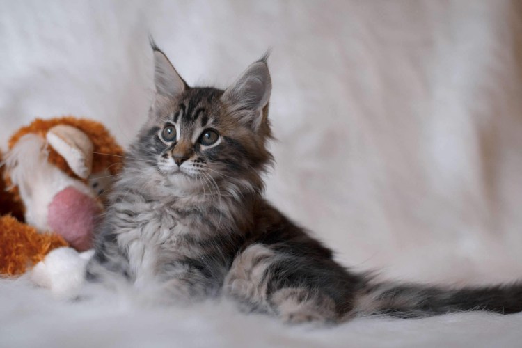 Недельные котята