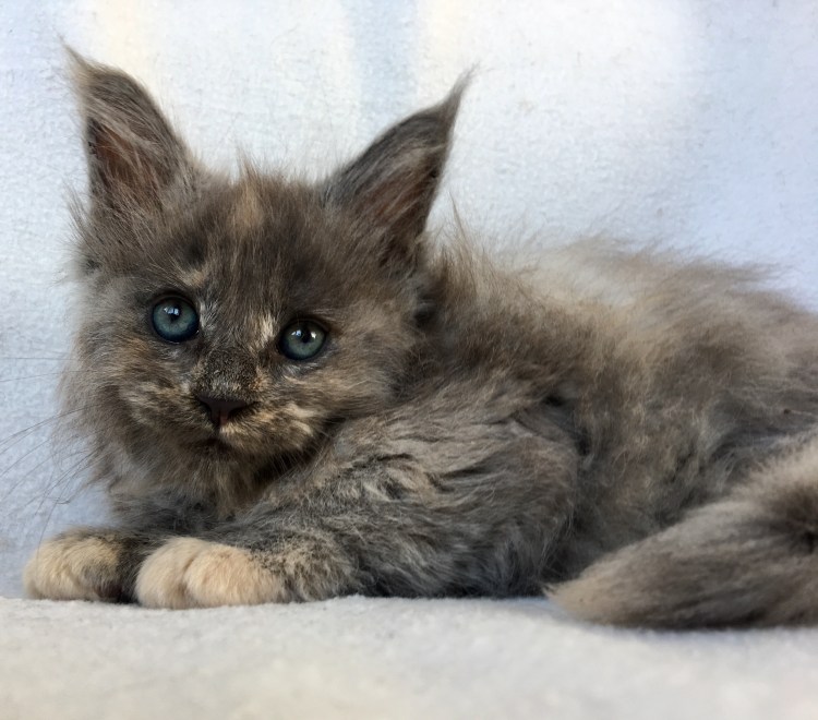 Котята Мейн кун Новорожденные