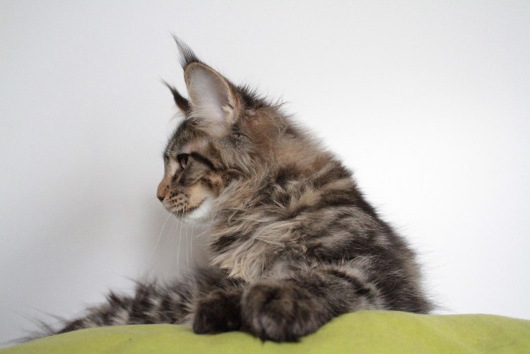 Сидят на попе Мейн куны