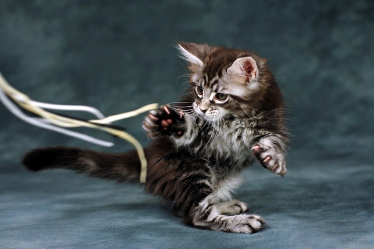 Котята Мейн-кун 28