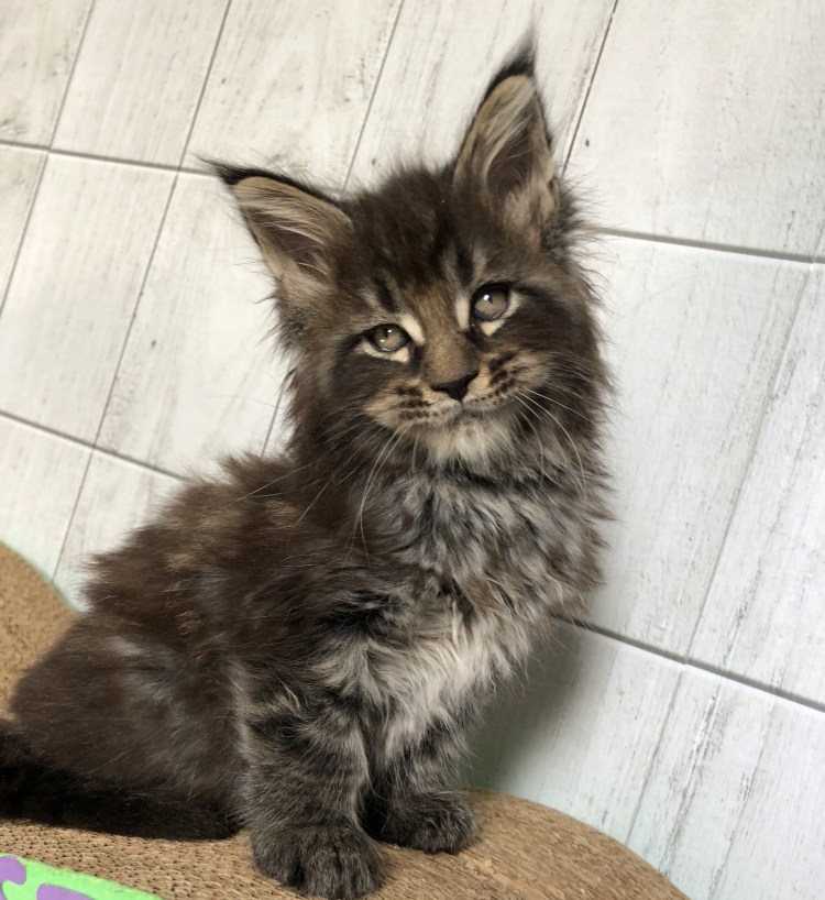 Камышовый Мейн кун