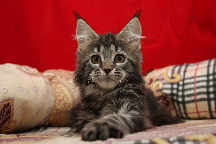 Фото новорожденных Мейн кунов