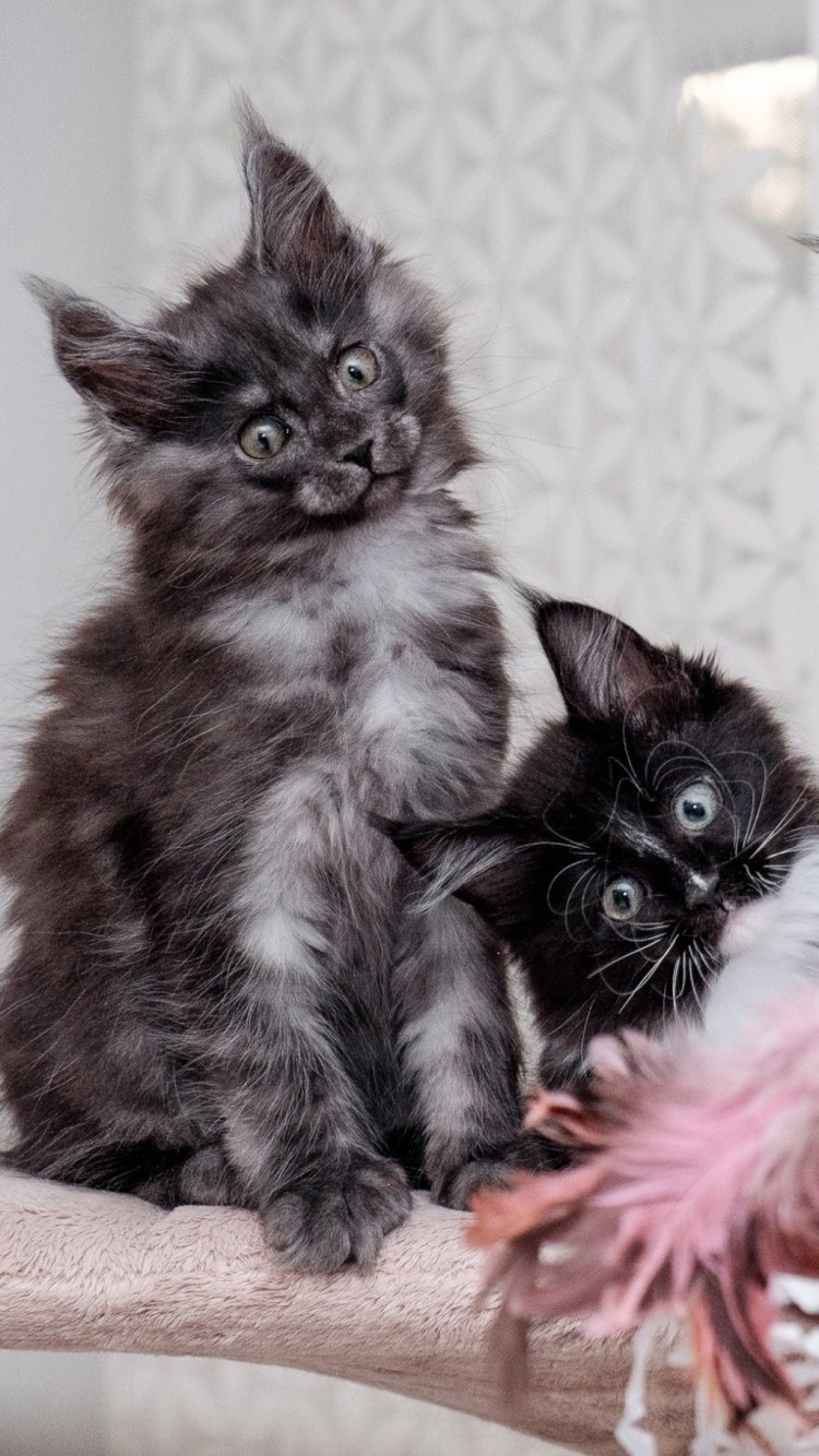 Котята Мейн кун Новорожденные