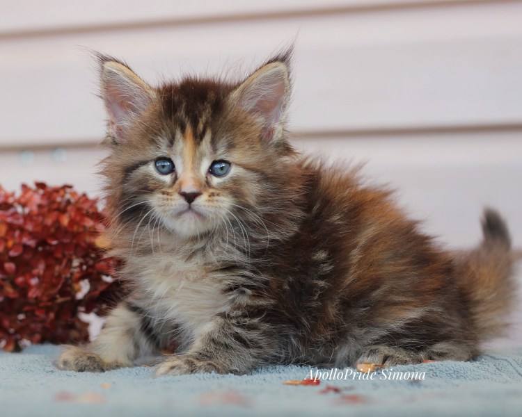 Котята Мейн кун Новорожденные