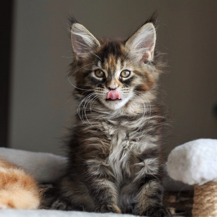 Метис Мейн куна