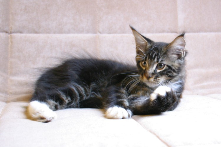 Новорожденные Мейн куин