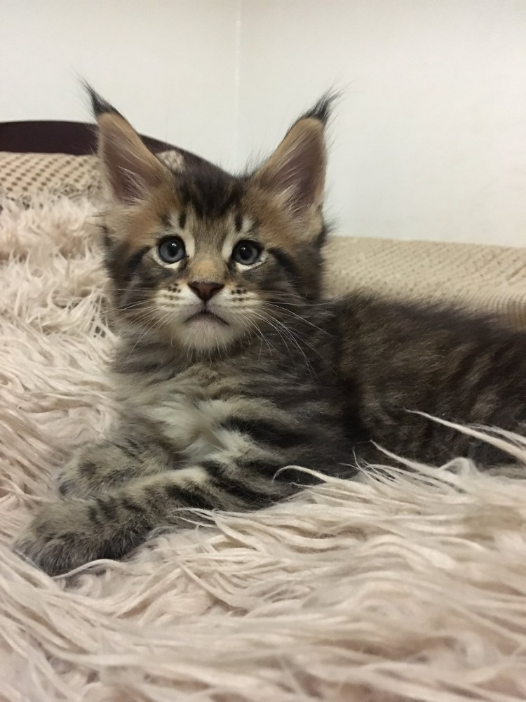 Мейн кун котенок 4 недели