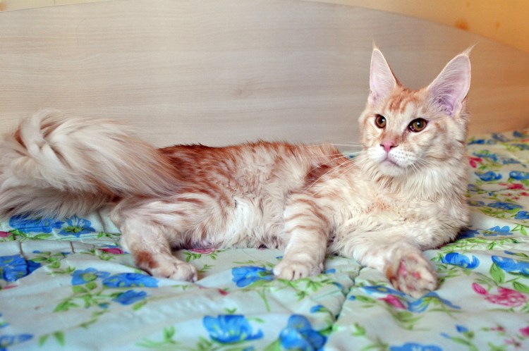 Мейн кун девочка