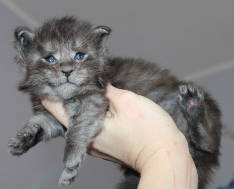 Мейн куны котята Новорожденные