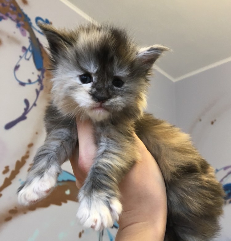 Котята Мейн кун Новорожденные