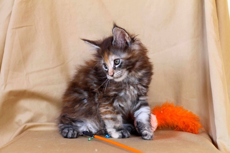 Новорожденные Мейн куны и обычный котенок