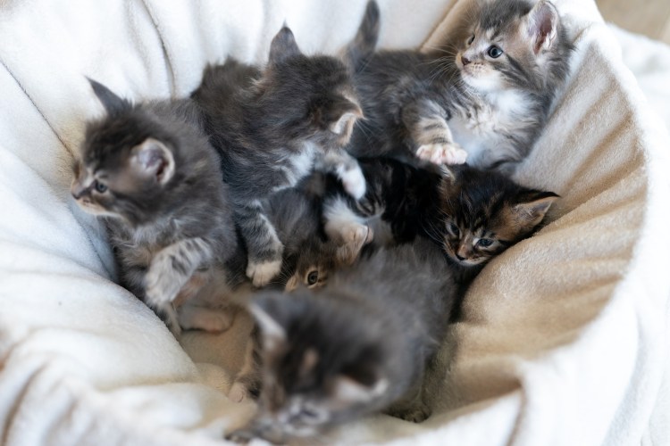 Новорожденные Мейн куны