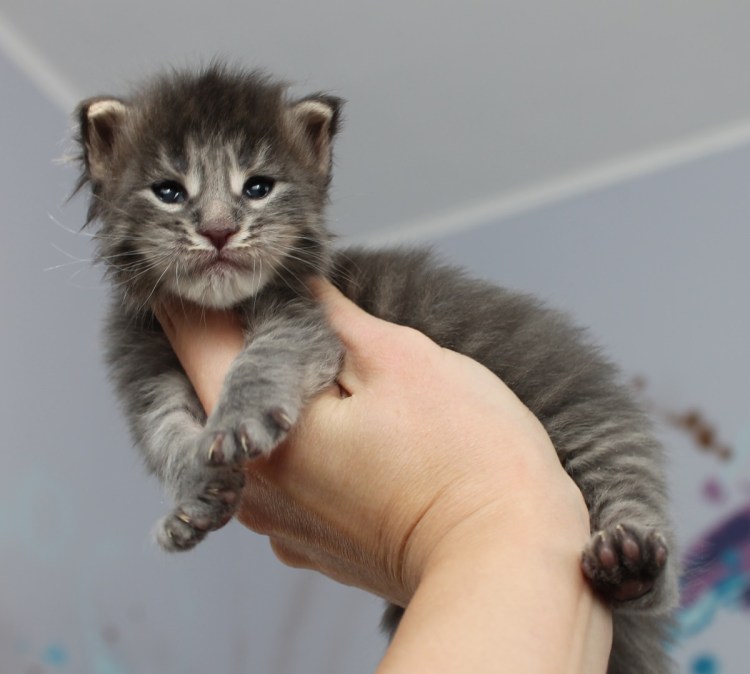 Новорождённые котята Мейн куна