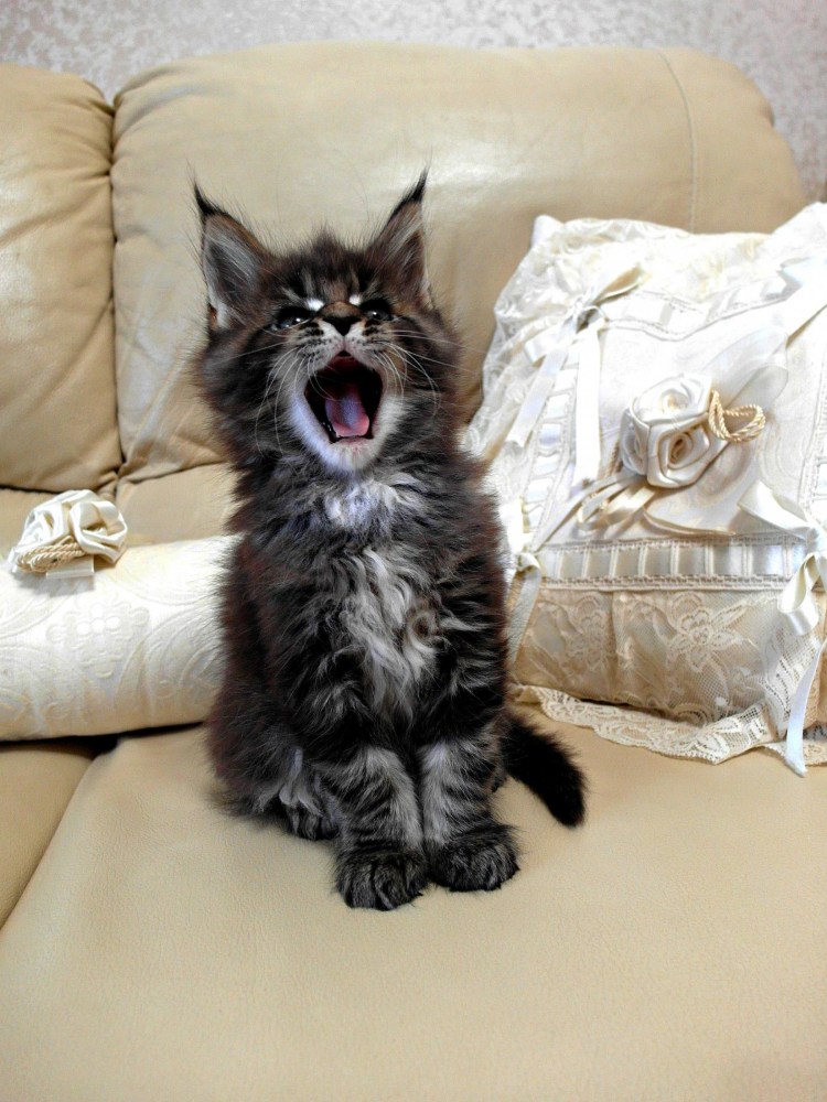 Новорожденный котенок Мейн кун