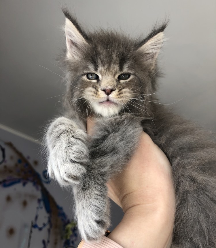 Мейн кун серый котенок 2 месяца
