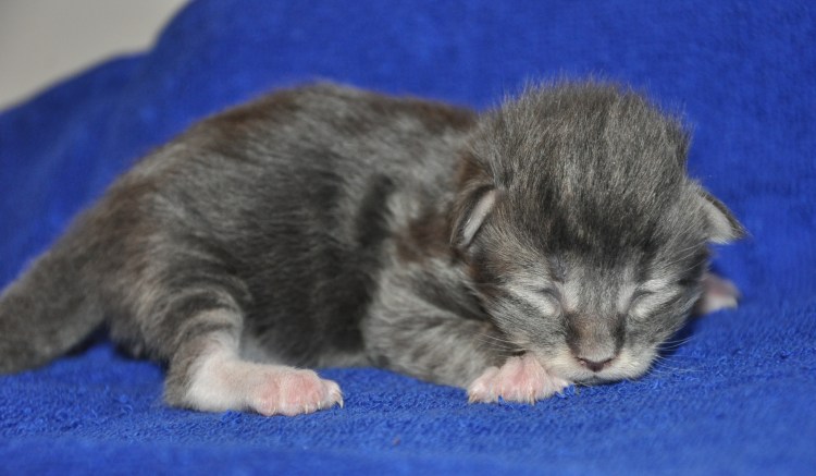 Смешные котята