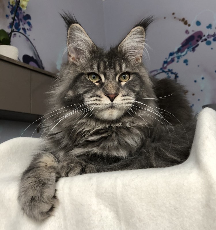 Мейн кун кошка 1 месяц