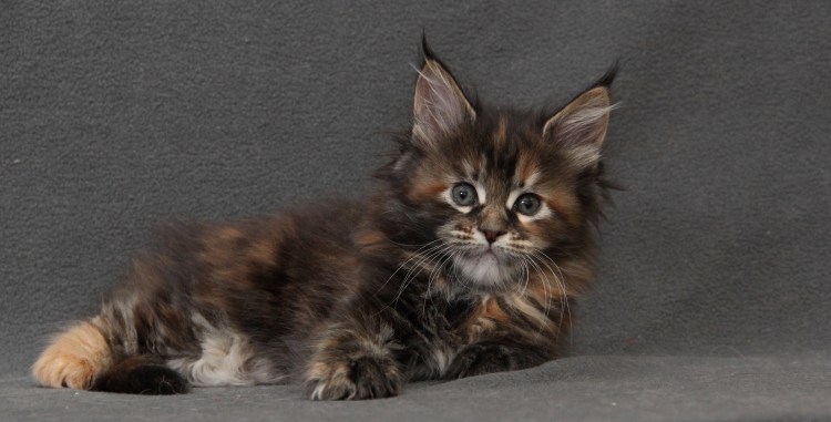 Мейн кун девочка