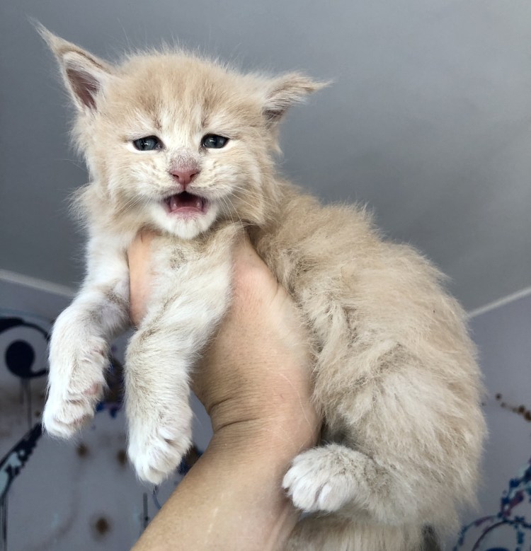 Новорождённые Мейн куны