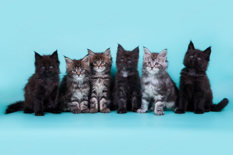 Котята Мейн кун Новорожденные